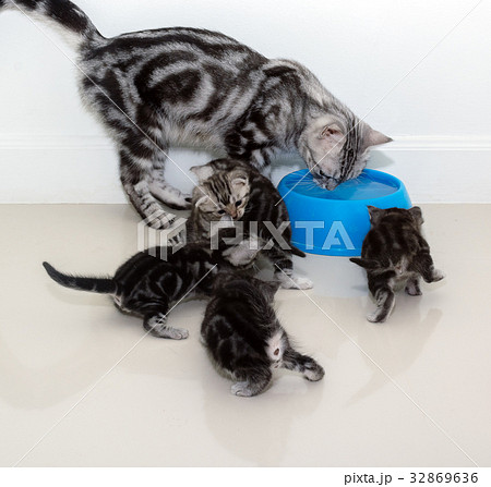 American shorthair cat family. American shorthair cat family. 32869636