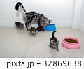 American shorthair cat family.  32869638