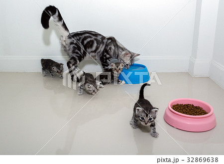 American shorthair cat family.  32869638