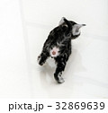 Cute American shorthair cat kitten with copy space 32869639