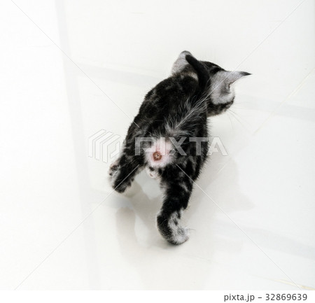 Cute American shorthair cat kitten with copy space 32869639