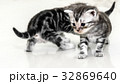 Cute American shorthair cat kitten with copy space 32869640