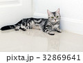 American shorthair cat is sitting 32869641