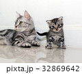 American shorthair cat family. Mom cat with kitten 32869642