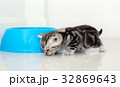 Cute American shorthair cat kitten with copy space 32869643