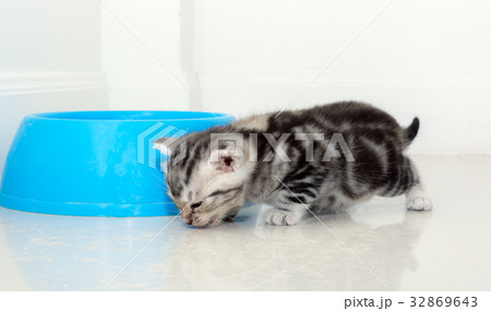 Cute American shorthair cat kitten with copy space 32869643