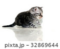 Cute American shorthair cat kitten with copy space 32869644