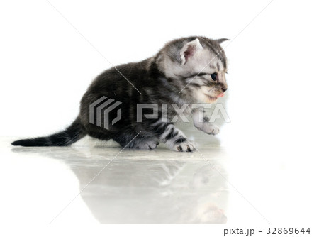 Cute American shorthair cat kitten with copy space Cute American shorthair cat kitten with copy space 32869644