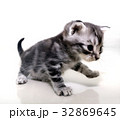 Cute American shorthair cat kitten with copy space 32869645