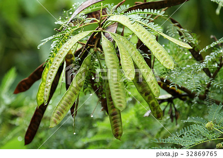 ネムノキの実 32869765