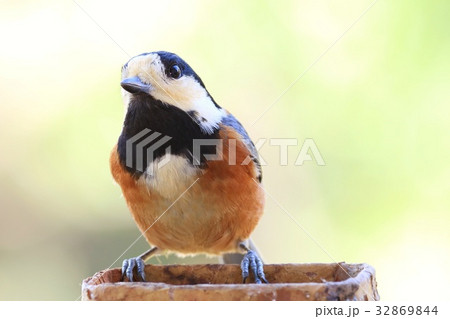 野鳥 ヤマガラ クローズアップ 野鳥 ヤマガラ クローズアップ 32869844