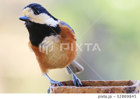 野鳥　ヤマガラ　クローズアップ 32869845