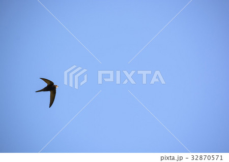 Common swift or Apus apus flies in blue sky 32870571