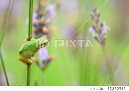 カエル カエル 32870585