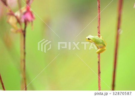 カエル カエル 32870587