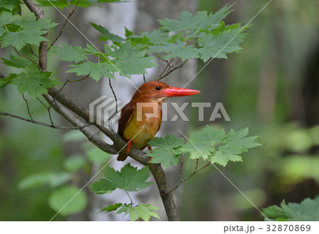 木陰のアカショウビン 32870869