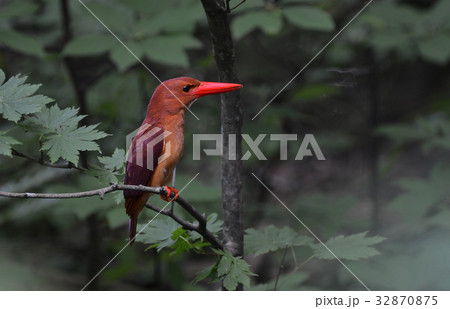 静粛　アカショウビン 32870875