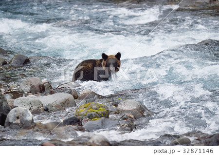 川で鮭を狙うヒグマ（知床） 32871146
