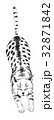 のびをする猫 32871842