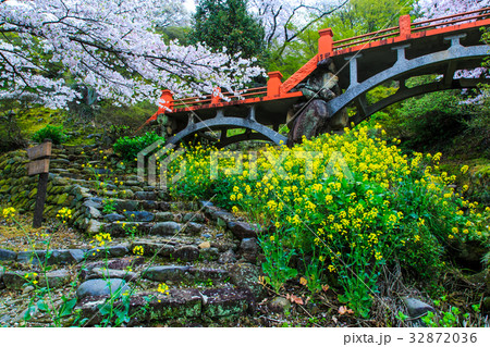 祐徳稲荷神社のさくら 佐賀 祐徳稲荷神社のさくら 佐賀 32872036