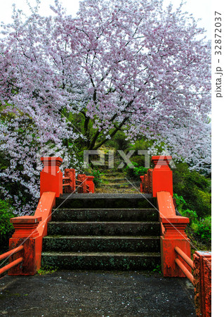 祐徳稲荷神社のさくら　佐賀 32872037