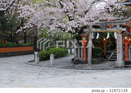 京都の桜 32872136