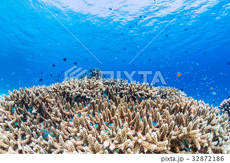 サンゴに住むデバスズメダイ　沖縄県・慶良間諸島・座間味の海 32872186