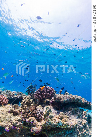 サンゴ礁に住む魚たち 沖縄県 慶良間諸島 座間味の海の写真素材