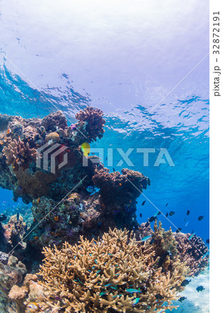 サンゴ礁に住む魚たち　沖縄県・慶良間諸島・座間味の海 32872191