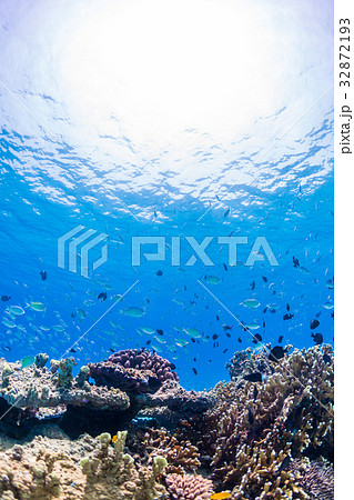 サンゴ礁に住む魚たち　沖縄県・慶良間諸島・座間味の海 32872193