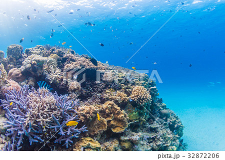 カラフルなサンゴ礁　沖縄県・慶良間諸島・座間味の海 32872206