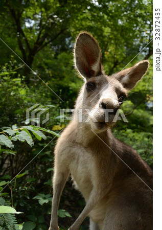 オオカンガルー・大更格廬 32872435