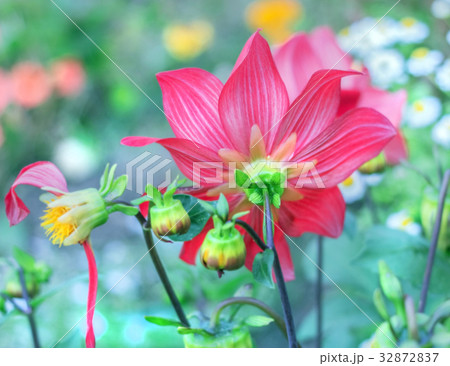 Red dahlia turned away 32872837
