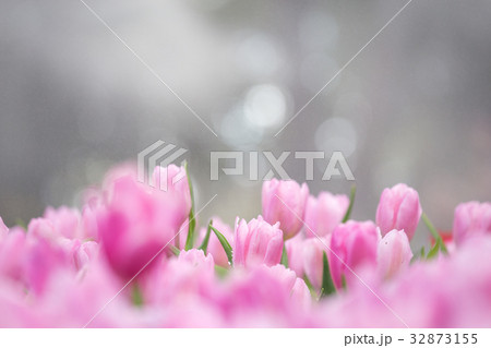 Tulips flower in the garden 32873155