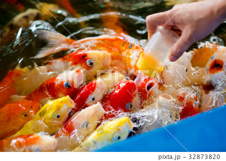 Colorful group of fish carp eating food 32873820