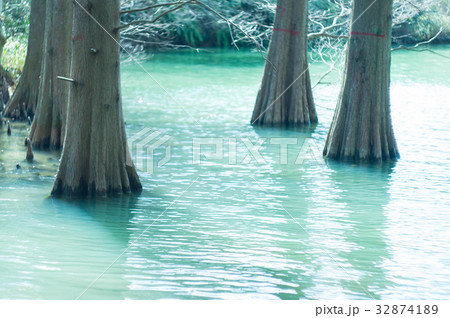 篠栗九大の森 篠栗九大の森 32874189