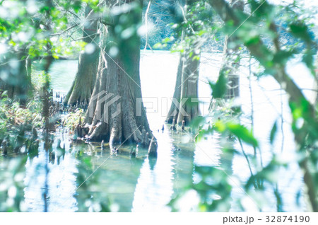 篠栗九大の森 篠栗九大の森 32874190