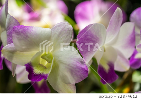 Closeup white orchid flowers 32874612