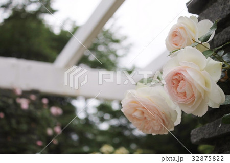 薔薇 薔薇 32875822