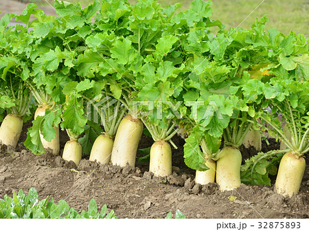 野菜畑-13683 32875893