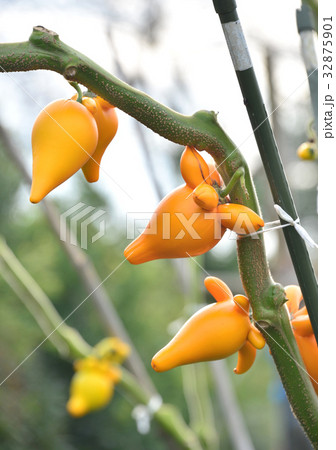 フォックスフェイス-13692 32875901