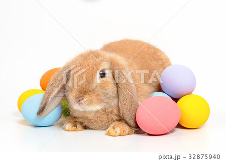 Cute little easter bunny 32875940