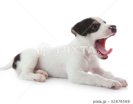 Yawning puppy dog Yawning puppy dog 32876569