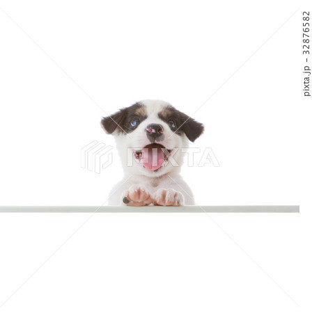 dog with empty boar 32876582