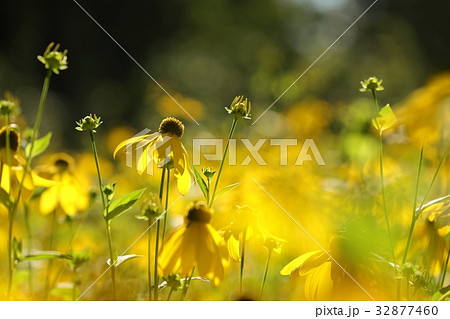 Cutleaf Coneflower (Rudbeckia laciniata) 32877460