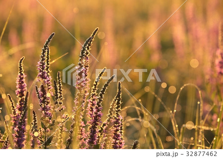 Loosestrife (Lythrum salicaria) at sunrise 32877462