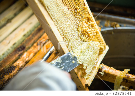The beekeeper separates the wax from the honeycomb The beekeeper separates the wax from the honeycomb 32878541