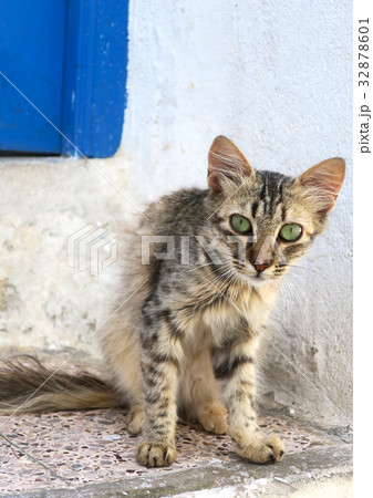 Curious cat with green eyes on Tunisian street 32878601