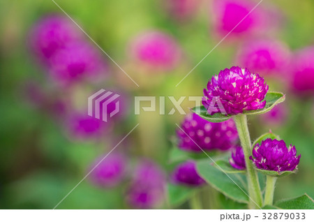 花 フラワー お花 32879033