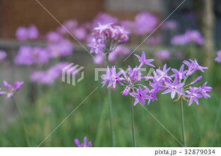 花 フラワー お花 32879034